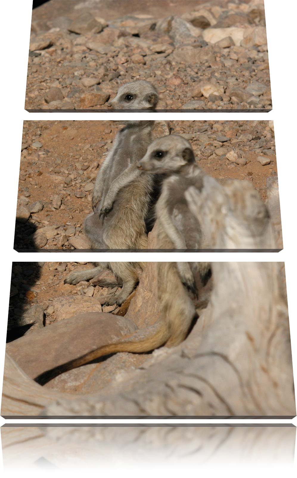 Pixxprint kleines Erdmännchenrudel 3-Teiler Leinwandbild 120x80 Bild auf Leinwand