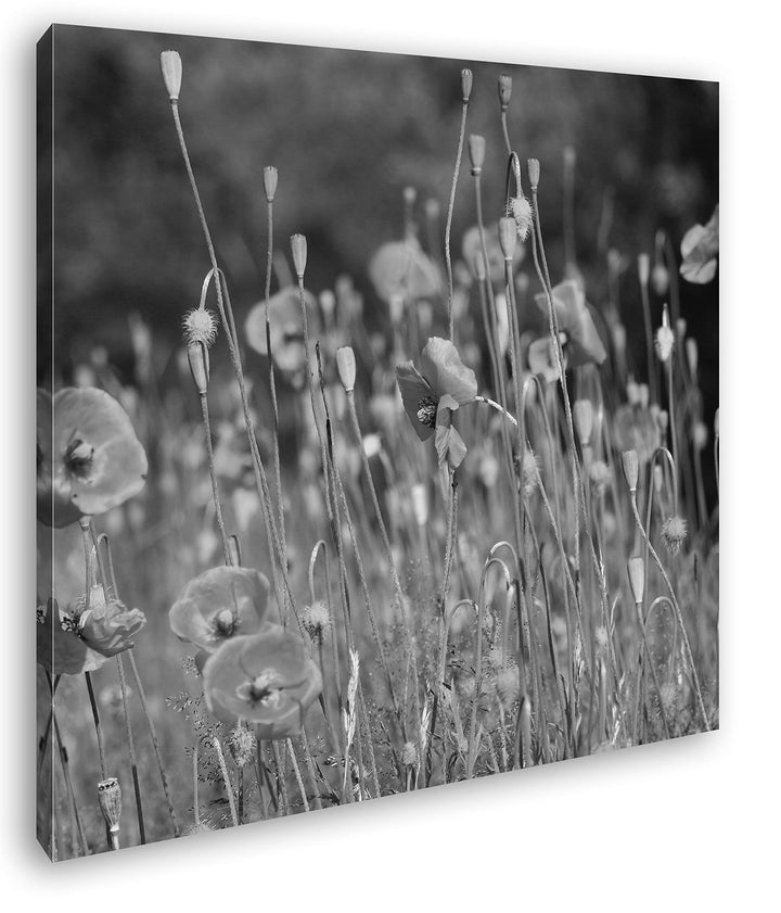 deyoli Mohnblumen Format: 60x60 Effekt: Schwarz&Weiss als Leinwandbild, Motiv fertig gerahmt auf Ech