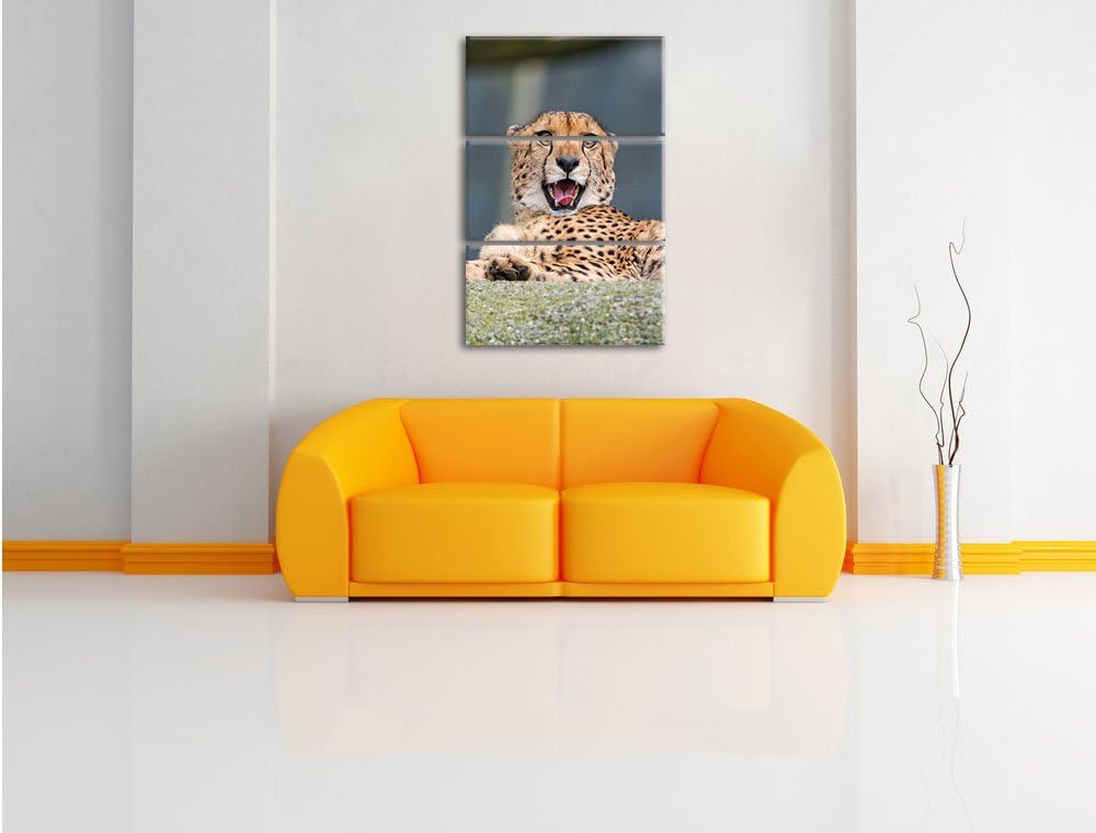 Pixxprint gähnender Gepard als Leinwandbild/Grösse: 3 Teilig (120x80) cm/Wandbild/Kunstdruck/fertig