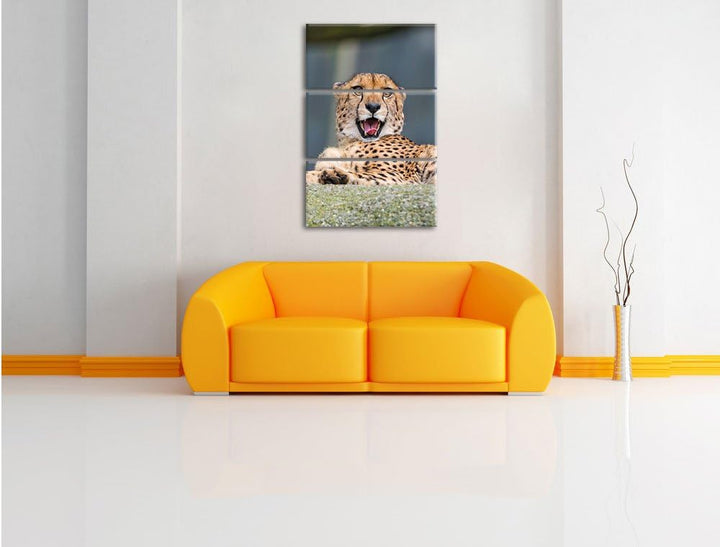 Pixxprint gähnender Gepard als Leinwandbild/Grösse: 3 Teilig (120x80) cm/Wandbild/Kunstdruck/fertig