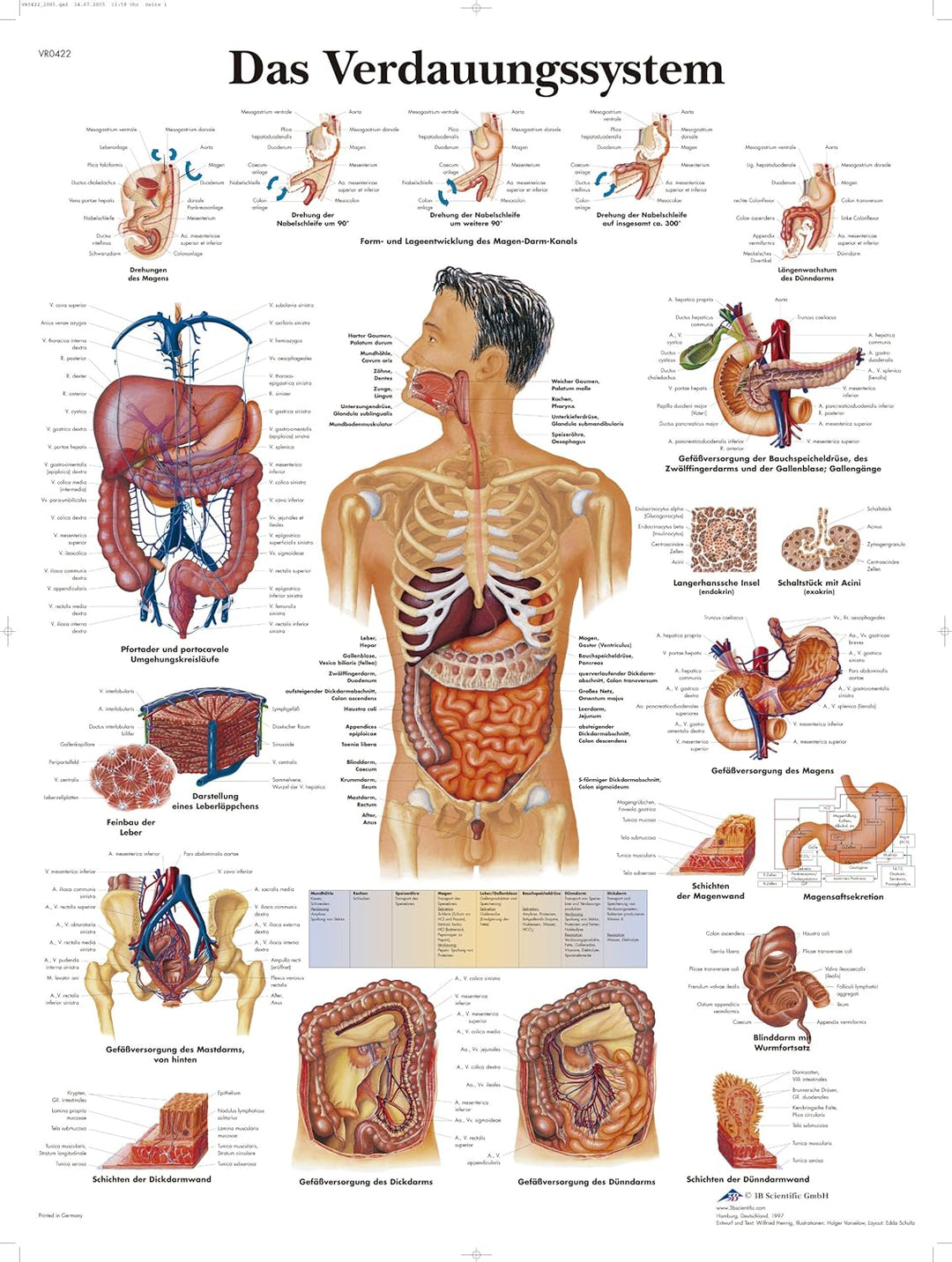 3B Scientific Lehrtafel laminiert - Das Verdauungssystem & Lehrtafel laminiert - Das periphere Nerve