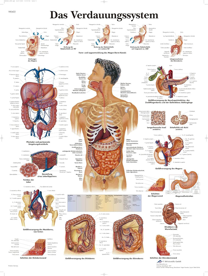 3B Scientific Lehrtafel laminiert - Das Verdauungssystem & Lehrtafel laminiert - Das periphere Nerve