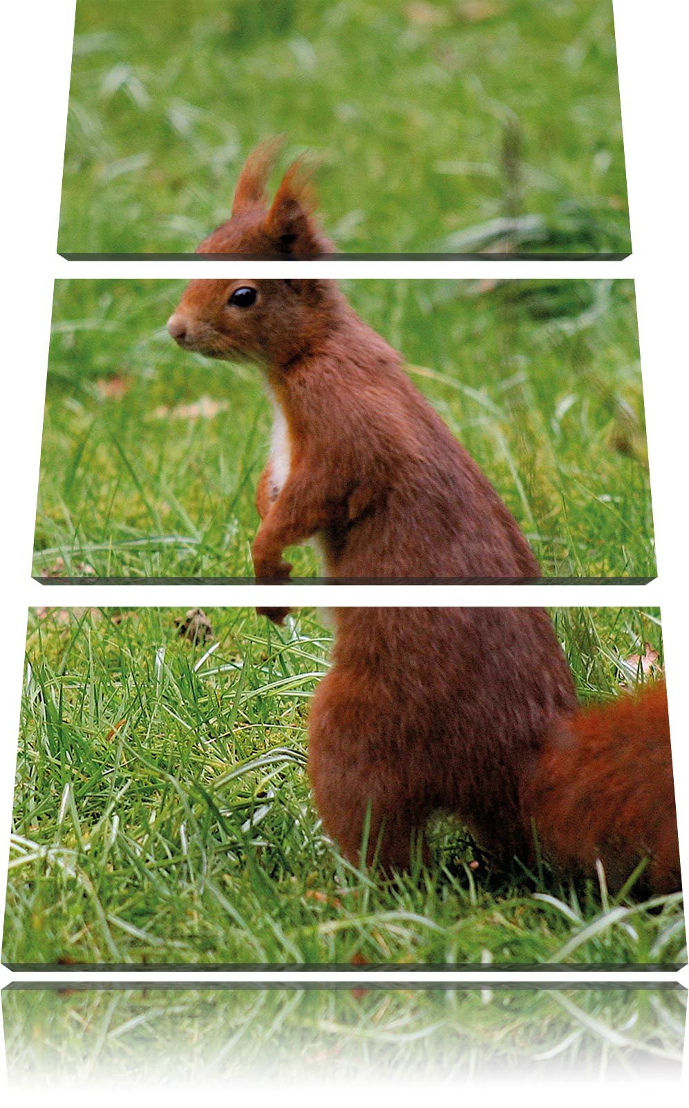 Pixxprint Eichhörnchen als Leinwandbild/Grösse: 3 Teilig (120x80) cm/Wandbild/Kunstdruck/fertig besp