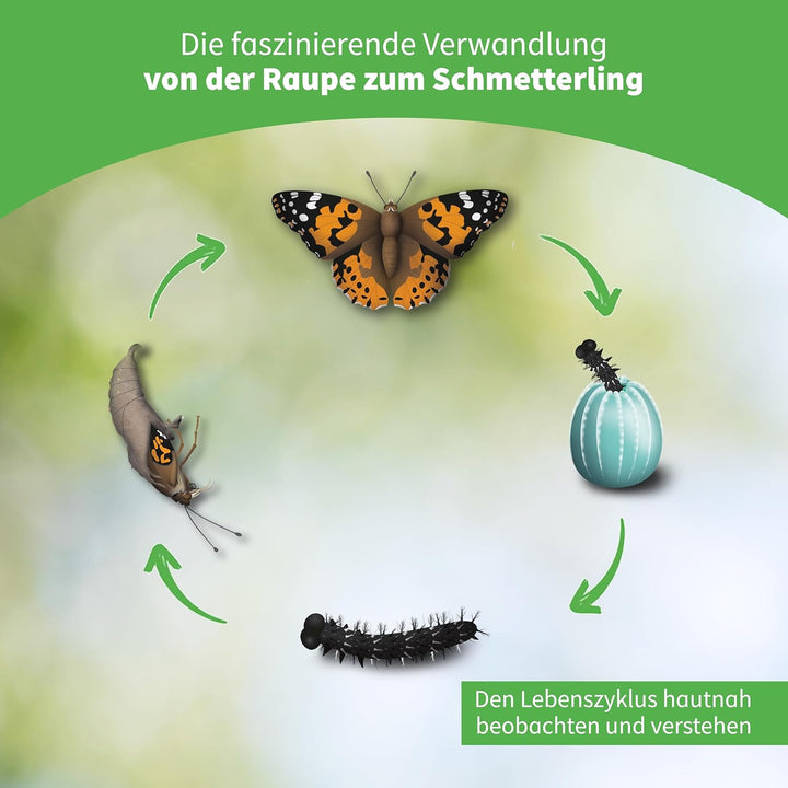 Hagemann Schmetterlingsgarten – Schmetterlinge züchten Set mit 5–7 Distelfalter Raupen | Natur Exper