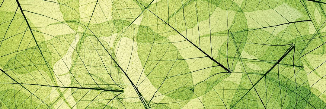 DIMEX Küchenrückwand Folie selbstklebend BLATTADERN | Klebefolie - Dekofolie - Spritzschutz für Küch