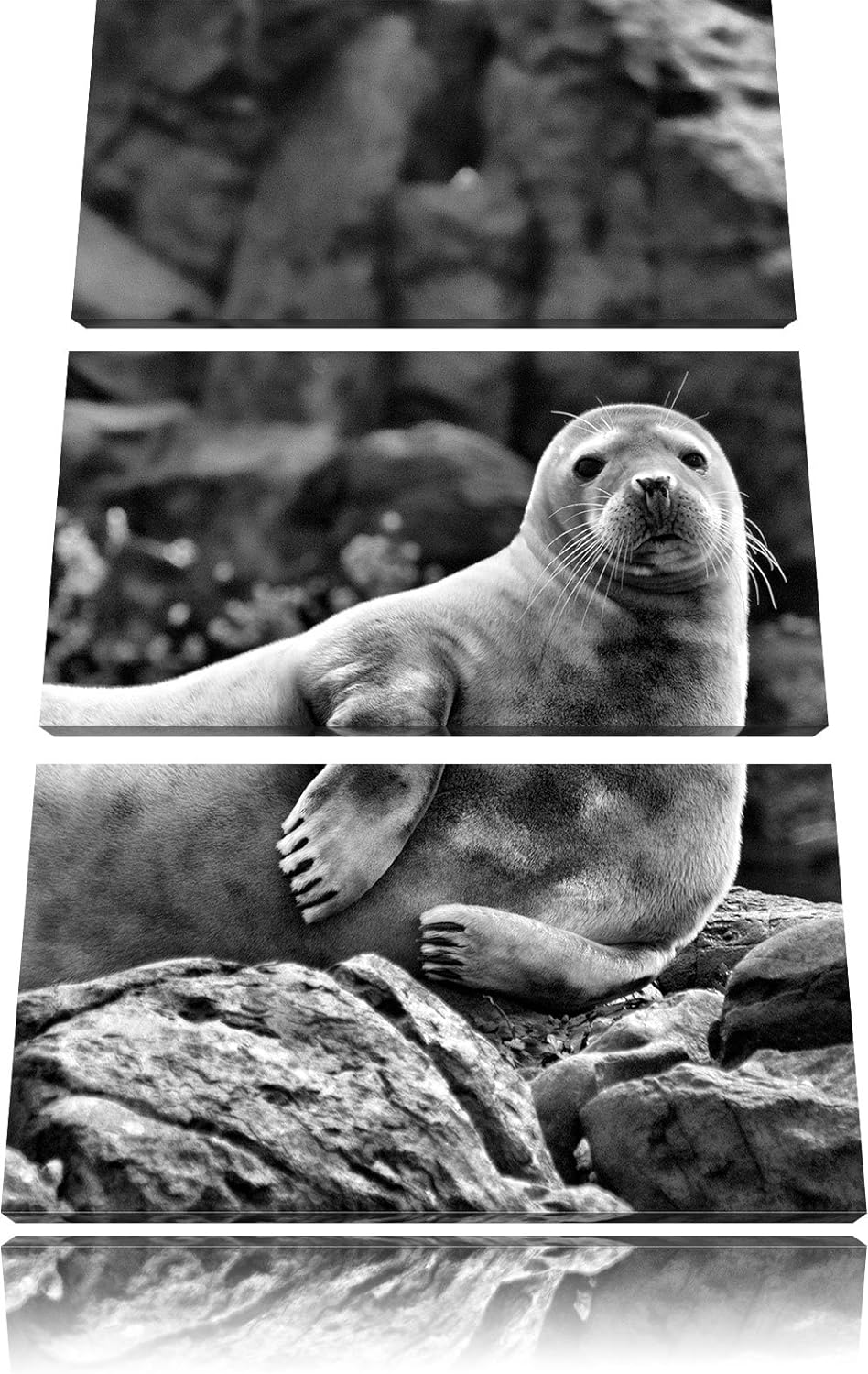 Pixxprint Robbe entspannt auf Felsen als Leinwandbild/Grösse: 3 Teilig (120x80) cm/Wandbild/Kunstdru
