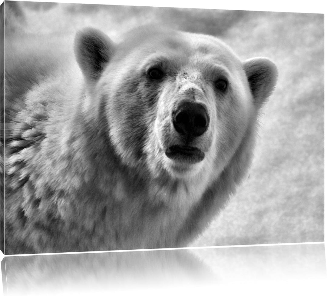 Pixxprint wachsamer Eisbär / 100x70cm Leinwandbild bespannt auf Holzrahmen/Wandbild Kunstdruck Dekor