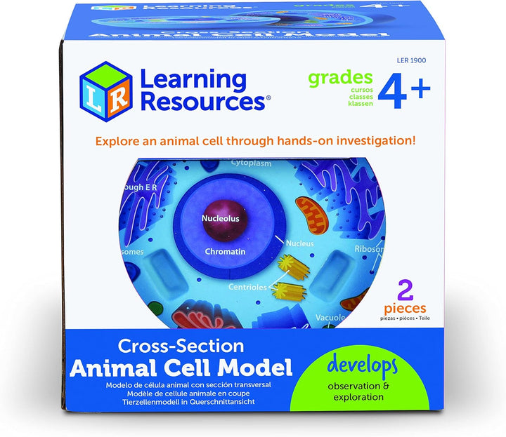 Learning Resources Tierzellenmodell in Querschnittansicht, Ab 7 Jahren, Fördert Verständnis biologis