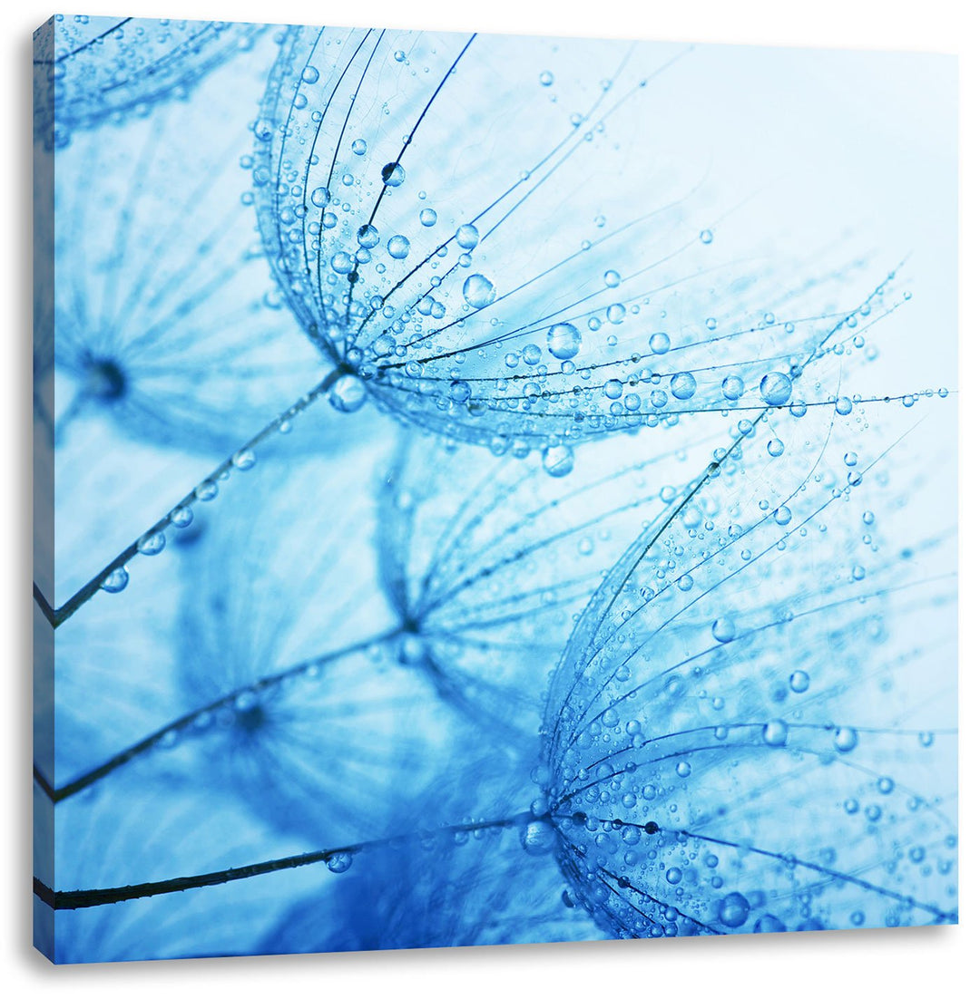 Pixxprint Tropfen bedeckte Pusteblumen / 70x70cm Leinwandbild bespannt auf Holzrahmen/Wandbild Kunst