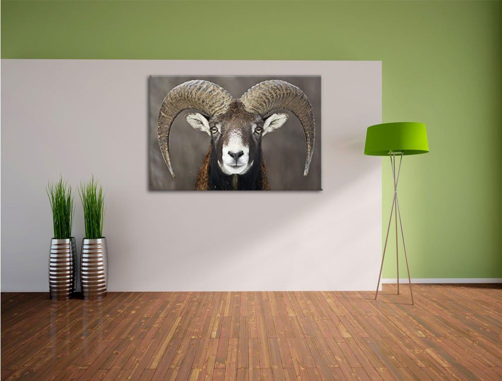 Mufflon Porträt, Format: 100x70 auf Leinwand, XXL riesige Bilder fertig gerahmt mit Keilrahmen, Kuns