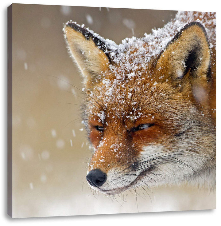 Pixxprint Fuchs im Schnee, Format: 70x70 auf Leinwand, XXL riesige Bilder fertig gerahmt mit Keilrah