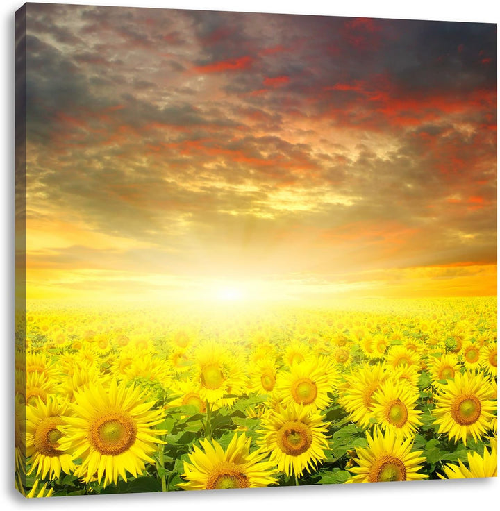Sonnenblumenfeld, Format: 70x70 auf Leinwand, XXL riesige Bilder fertig gerahmt mit Keilrahmen, Kuns