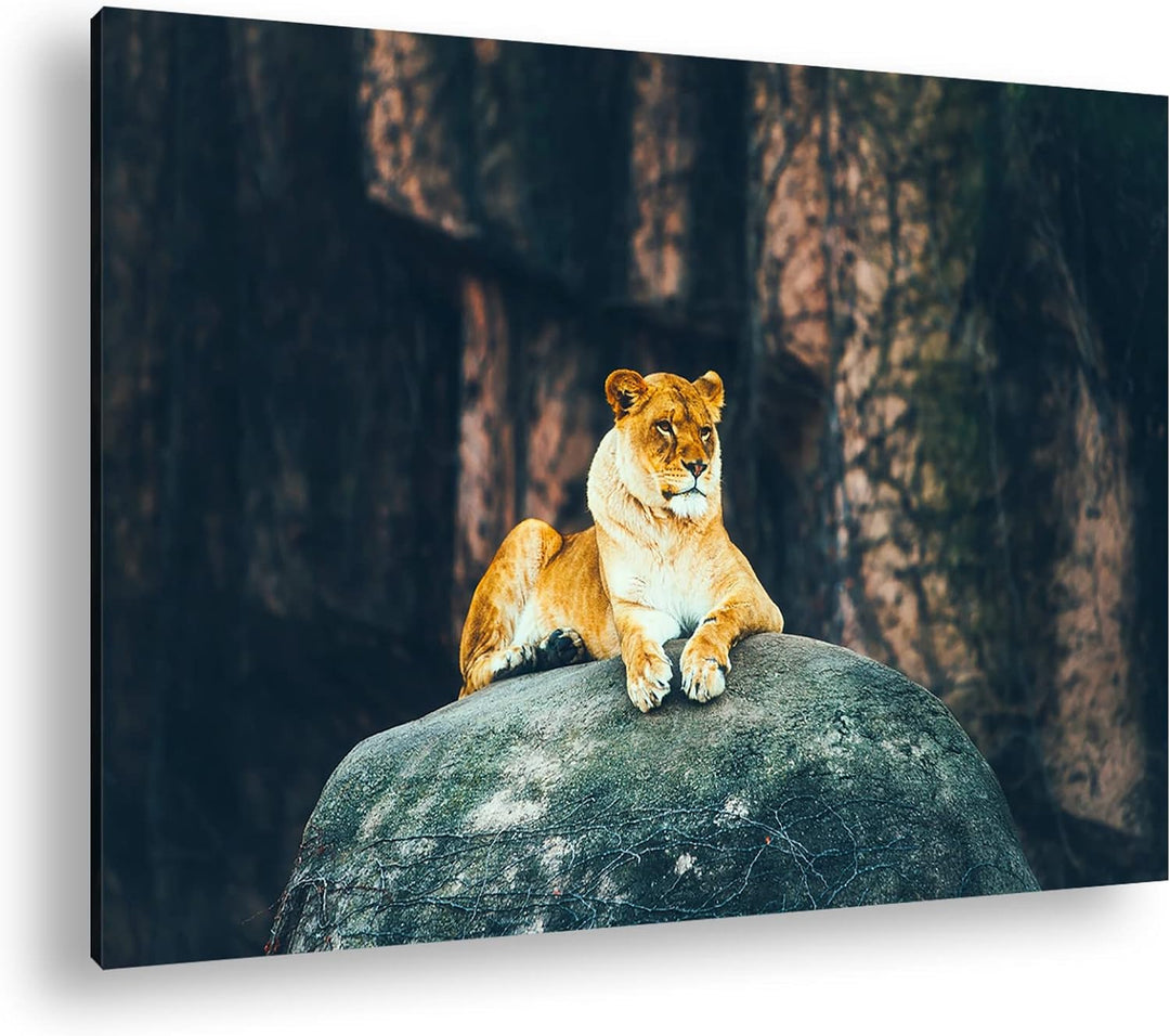 deyoli erhabene stolze Löwin Format: 100x70 als Leinwand, Motiv fertig gerahmt auf Echtholzrahmen, H