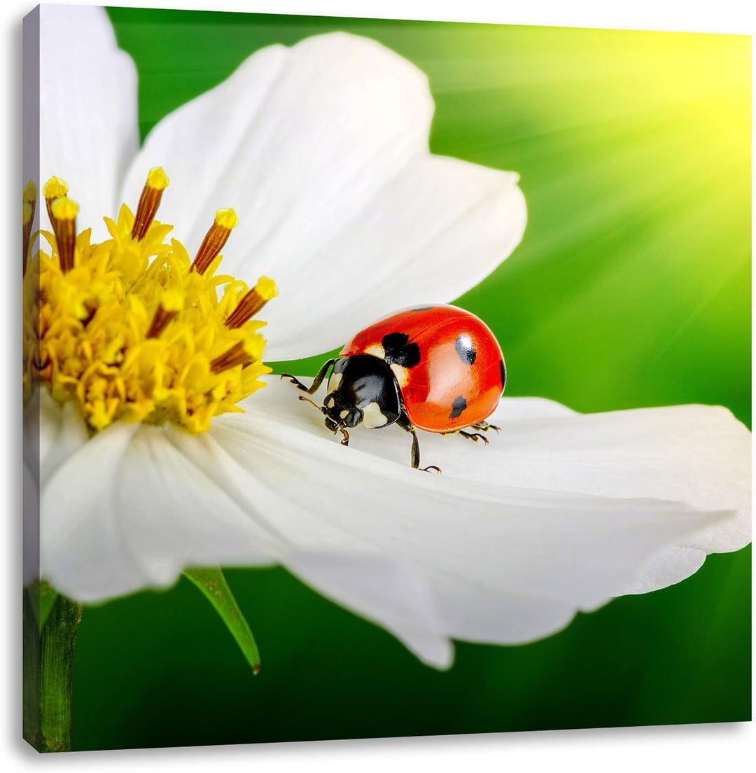 Pixxprint Marienkäfer auf Einer weissen Blume als Leinwandbild/Grösse: 70x70 cm/Wandbild/Kunstdruck/