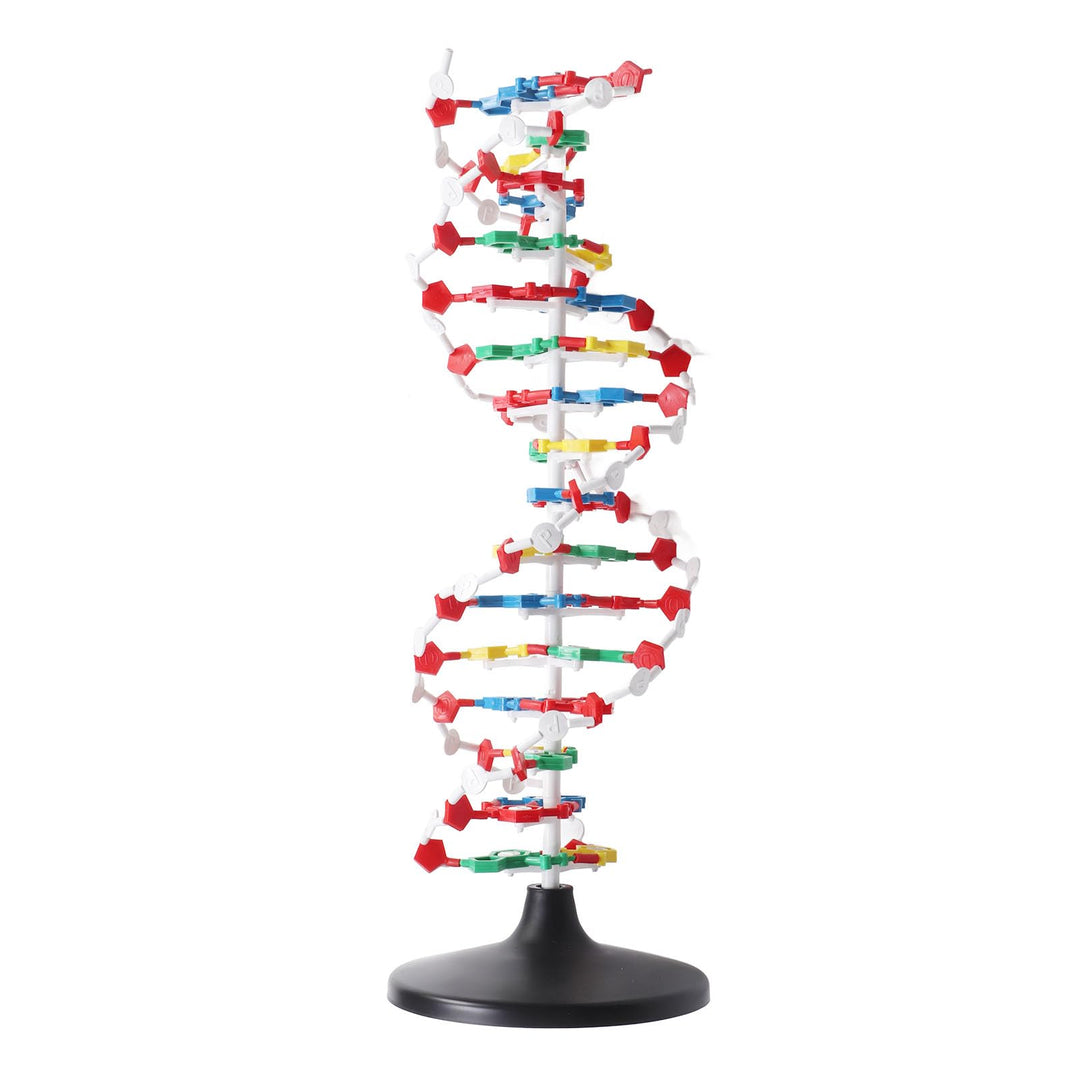 DNA-Strukturmodell, Plastisches Pädagogisches DNA-Doppelhelix-Modell, Lehrmittel für den Biologieunt