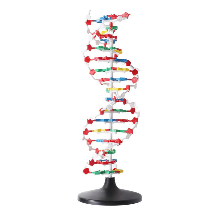 DNA-Strukturmodell, Plastisches Pädagogisches DNA-Doppelhelix-Modell, Lehrmittel für den Biologieunt