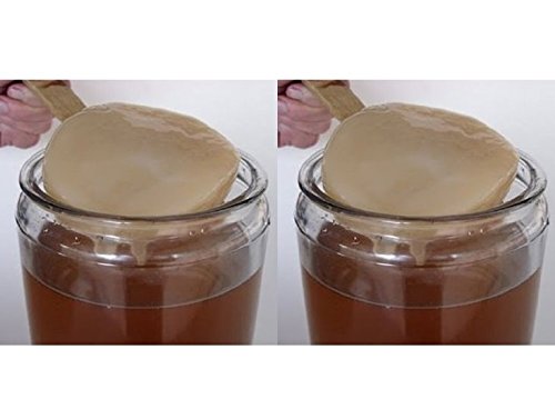 Kombucha SCOBY Pilz im 2er-Set, Frisch + Starterflüssigkeit - KEFIRALIA