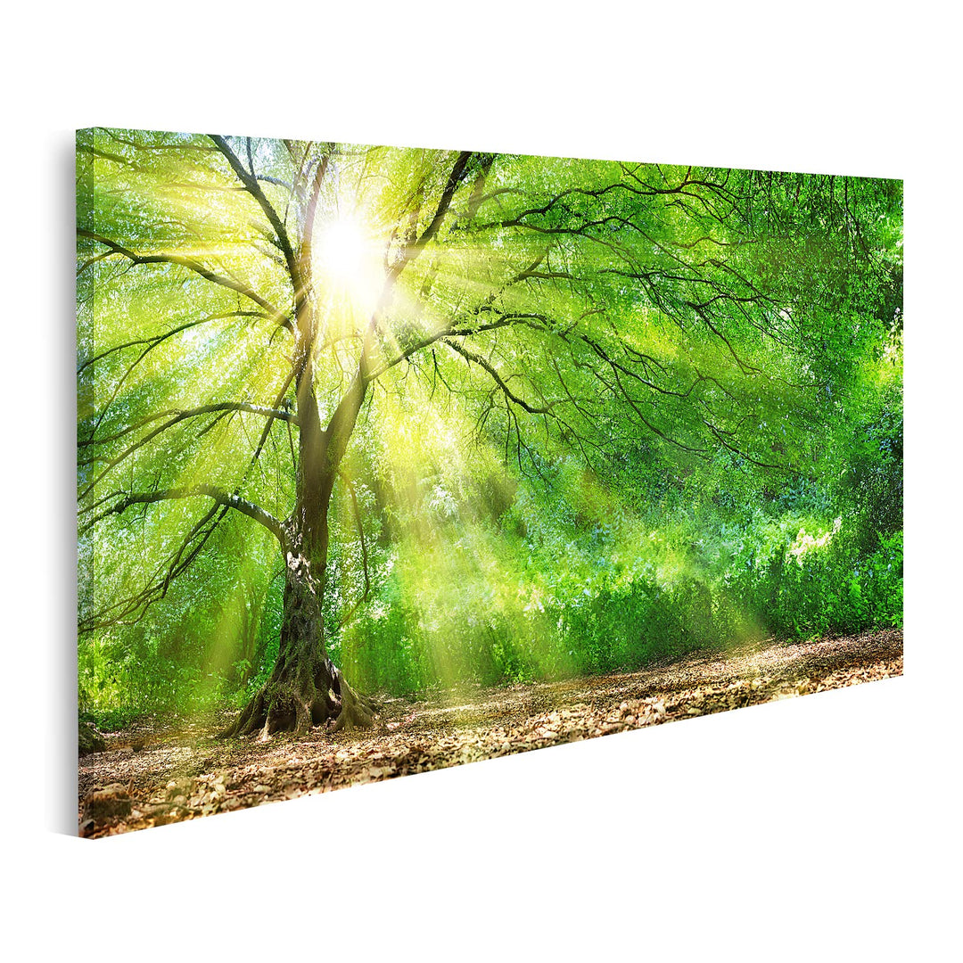 islandburner Bild auf Leinwand Baum Mit Sonnenschein Sonnenstrahlen Bilder Wandbilder Poster 80L x 4