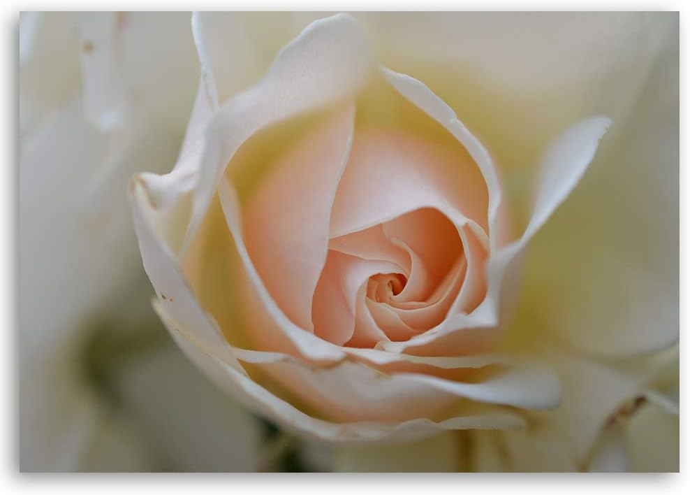 Feeby Leinwandbild Blume Bild Kunstdruck Natur Beige 70x50 cm M14564 70x50 cm, M14564 70x50 cm