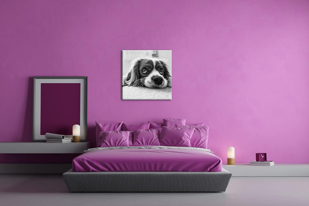 zauberhafter Cocker Spaniel Effekt: Schwarz&Weiss Format: 60x60 als Leinwandbild, Motiv fertig gerah