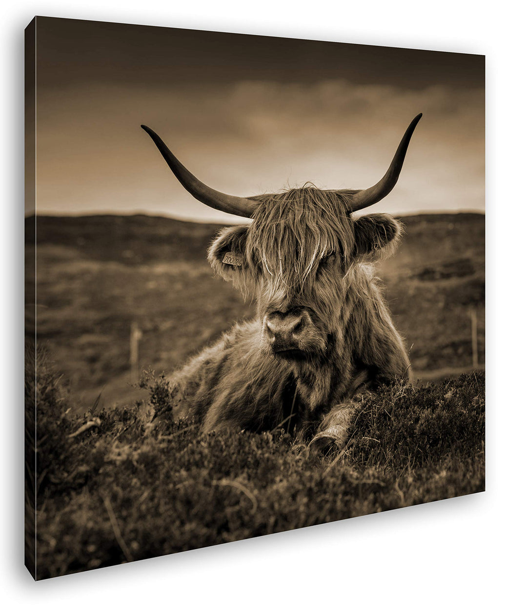 deyoli pelziges Rind auf schottischer Landschaft im Format: 60x60 Effekt: Sepia als Leinwandbild, Mo