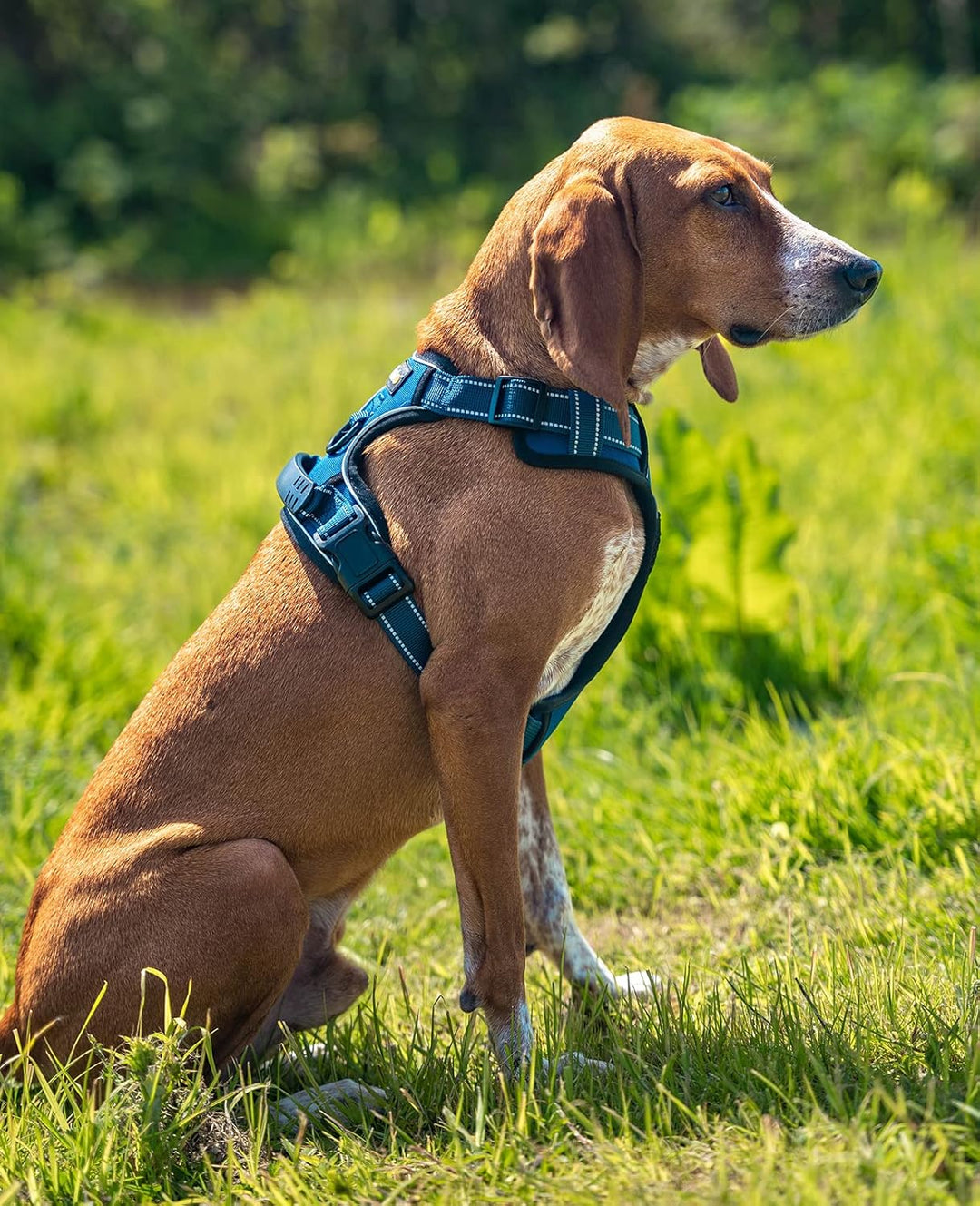 lionto Hundegeschirr gepolstert aus weichem Nylon, Grösse S, reflektierendes Anti Zug Geschirr für H