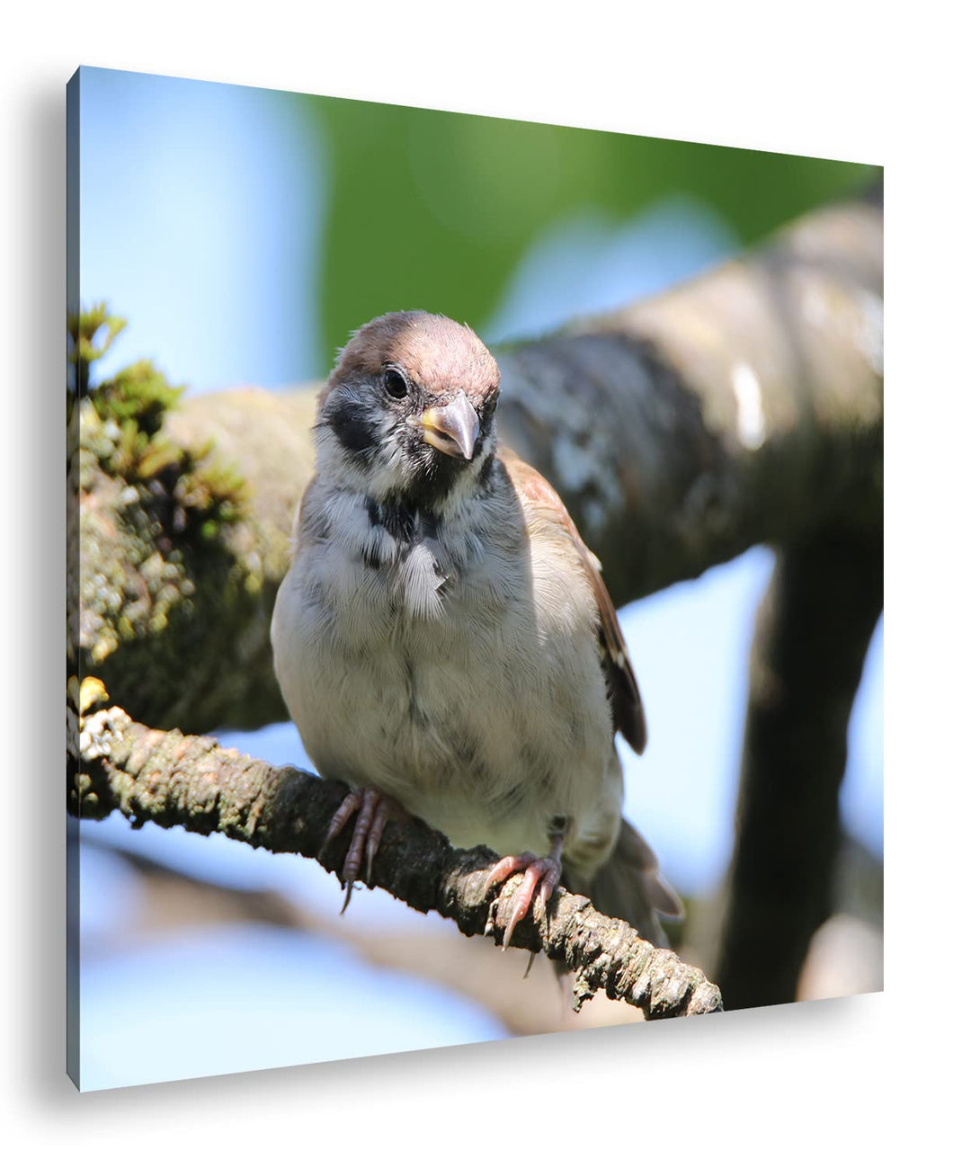 deyoli neugieriger Vogel Format: 70x70 als Leinwandbild, Motiv fertig gerahmt auf Echtholzrahmen, Ho