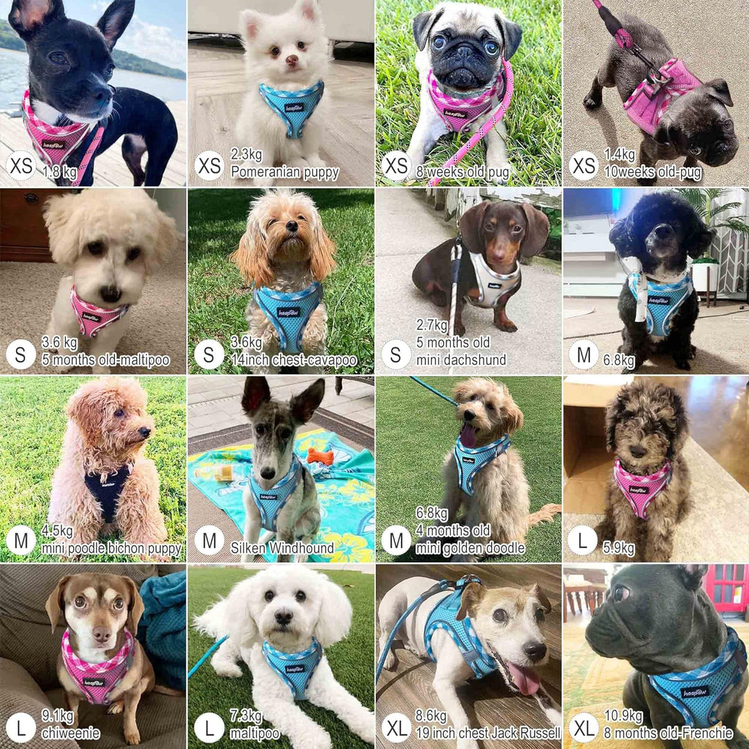 haapaw Hundegeschirr und Leine Set, kein Ziehen, verstellbares, reflektierendes Step-in-Welpengeschi