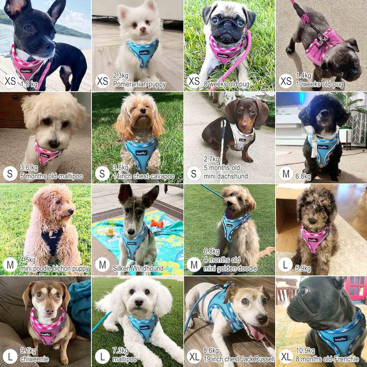 haapaw Hundegeschirr und Leine Set, kein Ziehen, verstellbares, reflektierendes Step-in-Welpengeschi