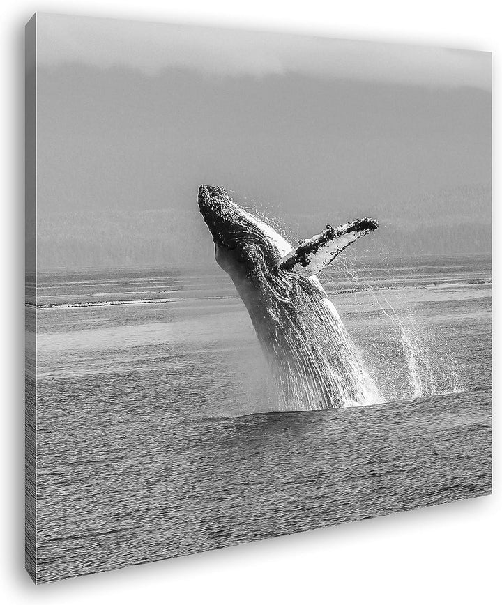 deyoli atemberaubender Buckelwal im Meer im Format: 60x60 Effekt: Schwarz&Weiss als Leinwandbild, Mo