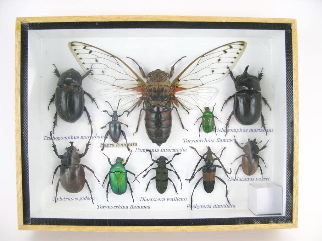 Echte exotische riesige Käfer, Insekten und Krabbler im 3D Schaukasten aus Holz - Insekten - Taxider