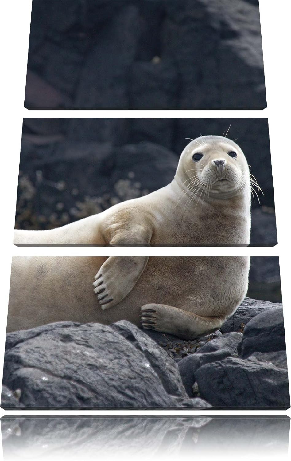 Pixxprint Robbe entspannt auf Felsen als Leinwandbild/Grösse: 3 Teilig (120x80) cm/Wandbild/Kunstdru