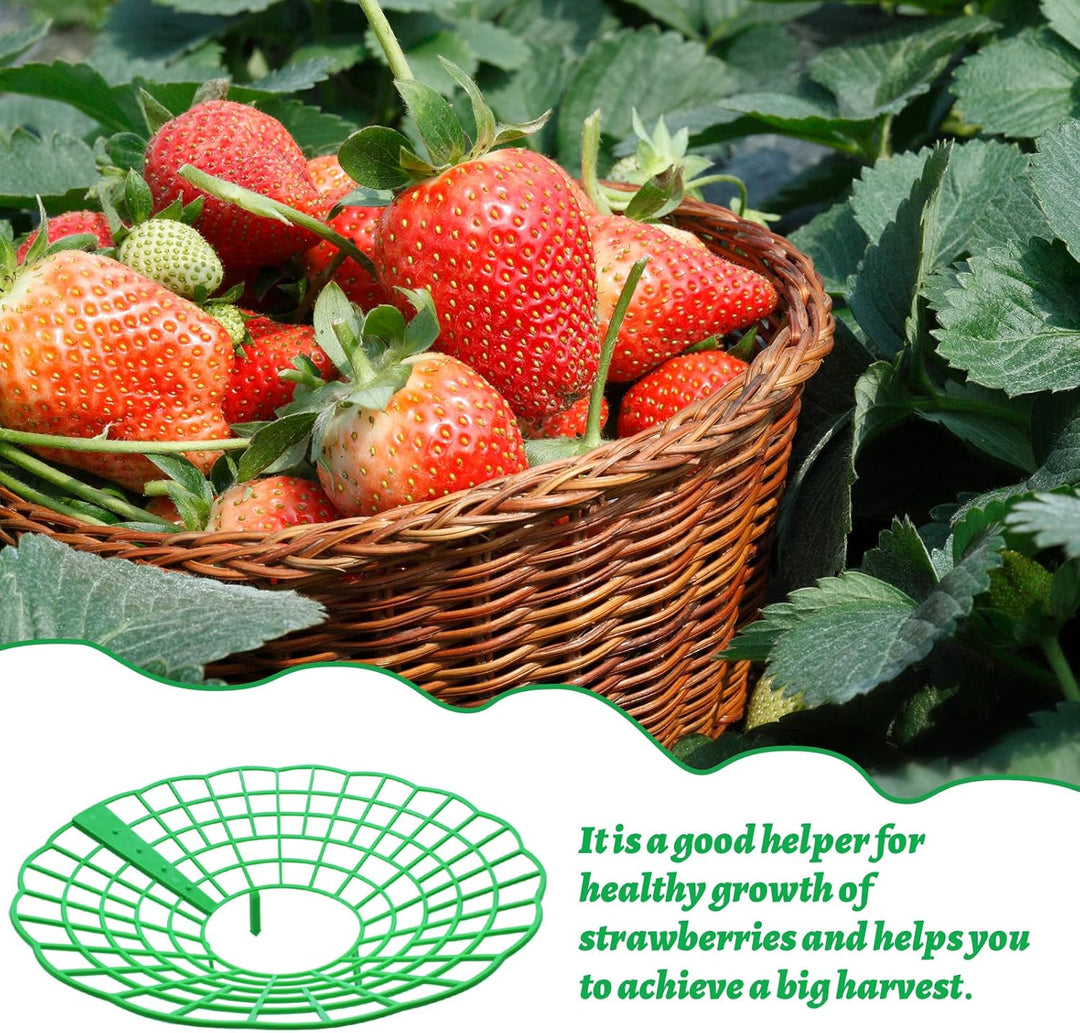 Aimeke 15 Stück Erdbeerreifer & Fruchtreifer erdbeeren, Erdbeerstützen Ständer, Erdbeerregal, Abnehm
