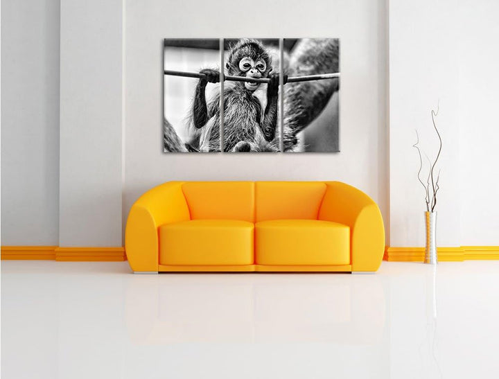 Pixxprint Orang-Utan-Junges isst als Leinwandbild/Grösse: 3 Teilig (120x80) cm/Wandbild/Kunstdruck/f