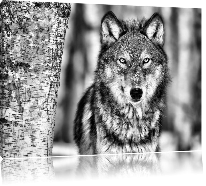 Pixxprint Wachsamer Wolf als Leinwandbild/Grösse: 100x70 cm/Wandbild/Kunstdruck/fertig bespannt, 100
