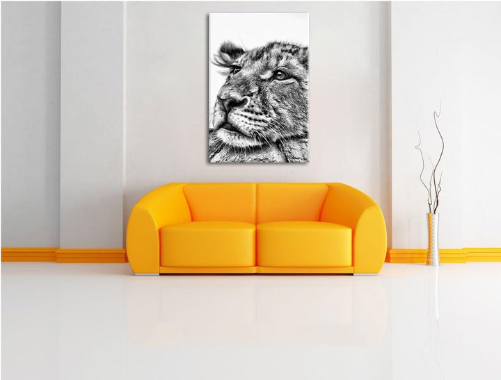 Pixxprint junger Löwe schläft als Leinwandbild/Grösse: 100x70 / Wandbild/Kunstdruck/fertig bespannt,