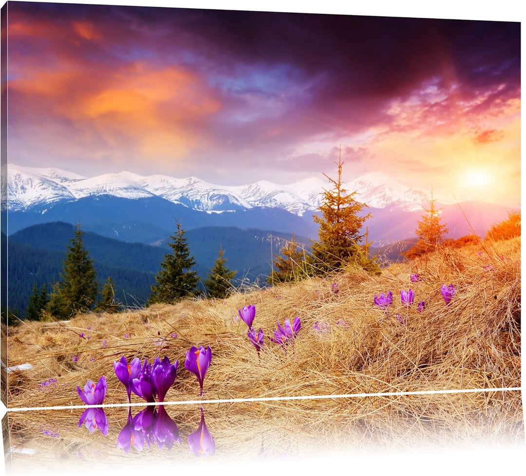 Krokusse auf Hochalmwiese in Alpen Format: 100x70 auf Leinwand, XXL riesige Bilder fertig gerahmt mi