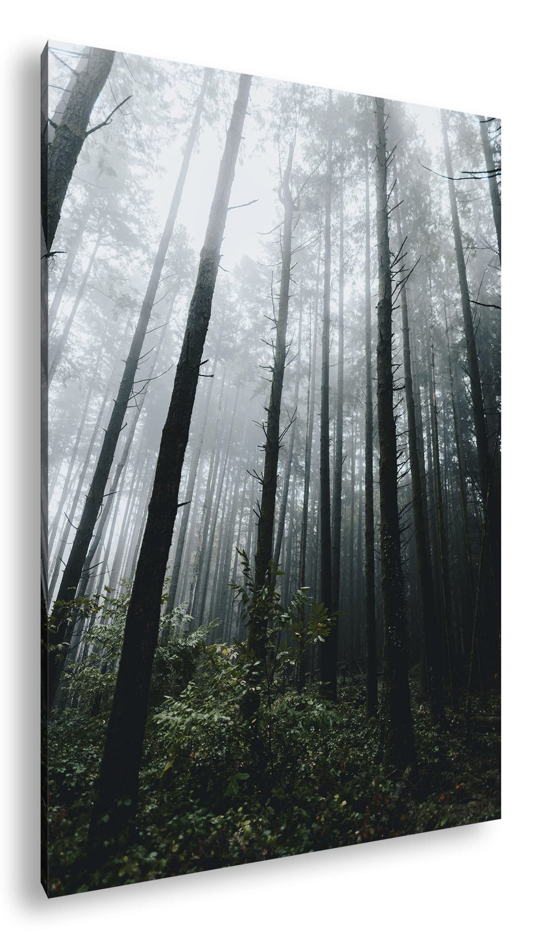 deyoli gigantischer Wald Format: 100x70 cm als Leinwandbild, Motiv fertig gerahmt auf Echtholzrahmen