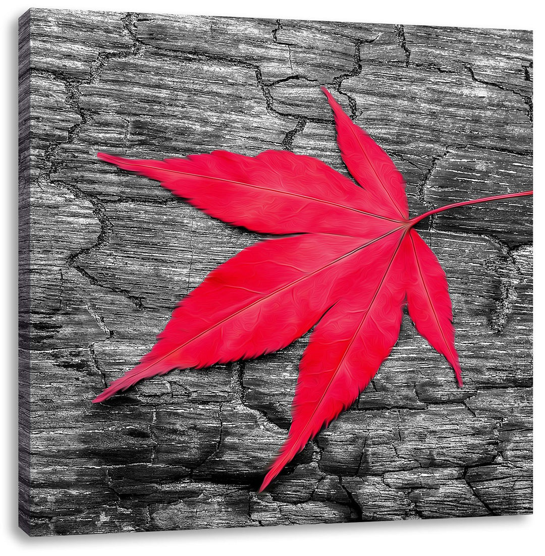 Pixxprint Rotes Ahornblatt im Herbst schwarz/weiss, Format: 70x70 auf Leinwand, riesige Bilder ferti