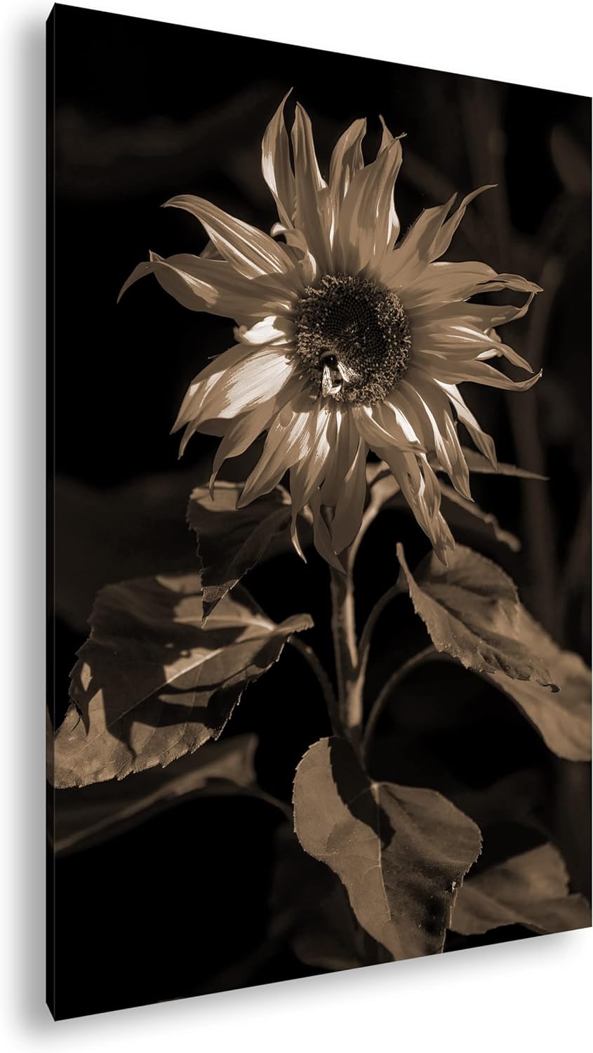 deyoli Blühende Sonnenblume Format: 80x60 Effekt: Sepia als Leinwandbild, Motiv fertig gerahmt auf E