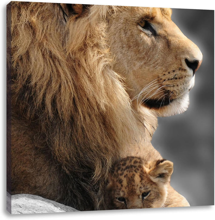Pixxprint Löwe mit Löwenbaby / 70x70cm Leinwandbild bespannt auf Holzrahmen/Wandbild Kunstdruck Deko