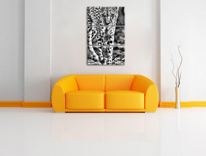 Pixxprint anpirschender Gepard als Leinwandbild/Grösse: 3 Teilig (120x80) cm/Wandbild/Kunstdruck/fer