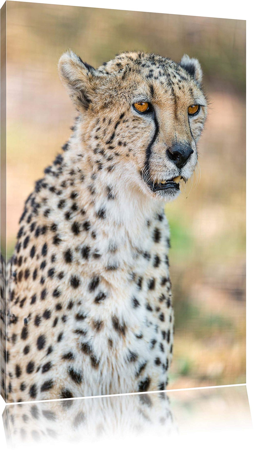 Pixxprint ausgewachsener Gepard auf Leinwand, XXL riesige Bilder fertig gerahmt mit Keilrahmen, Kuns
