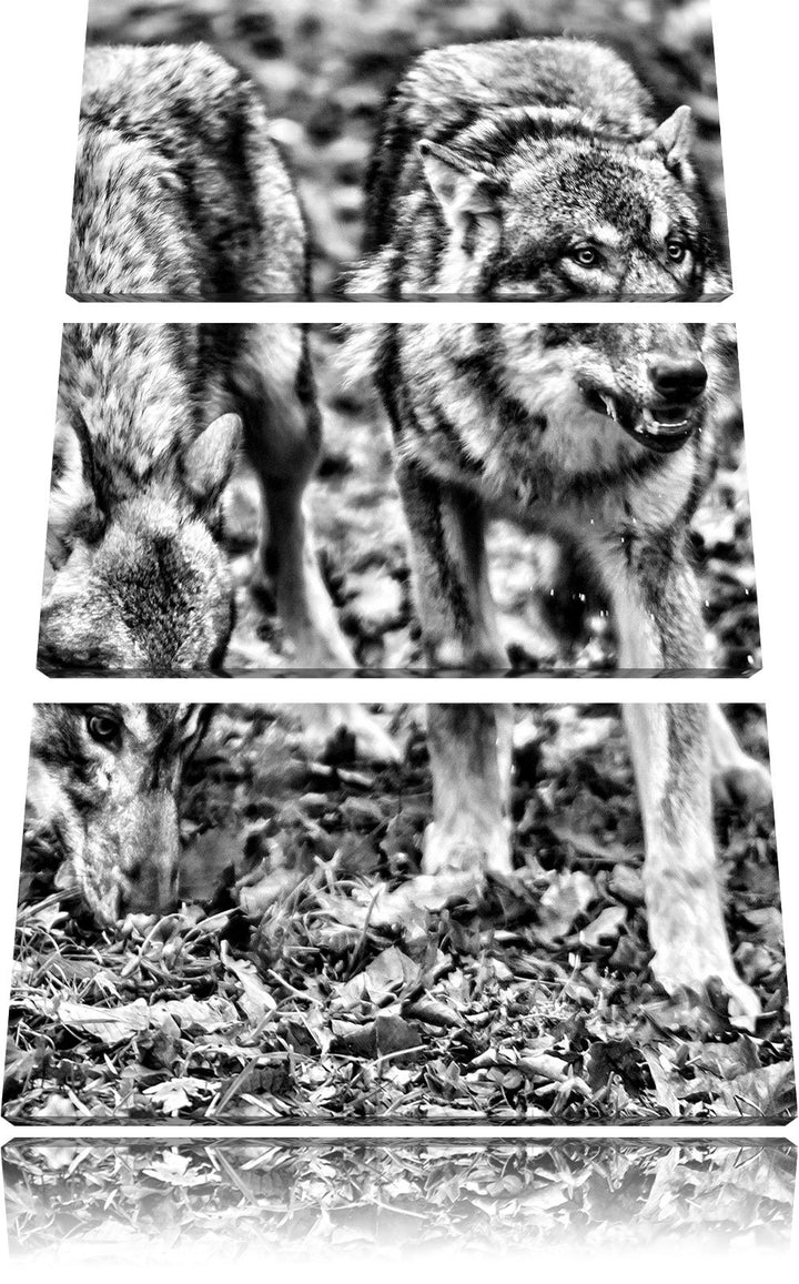 Pixxprint Monocrome, gefährliche Wölfe 3-Teiler Leinwandbild 120x80 Bild auf Leinwand