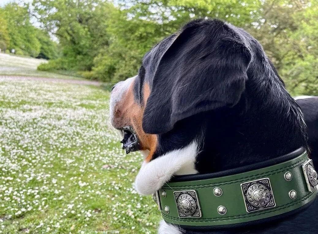 Bestia™ EROS Hundehalsband für grosse Hunde. 100% Leder. Weich gepolstert. 6,3 cm breit. TOP Qualitä