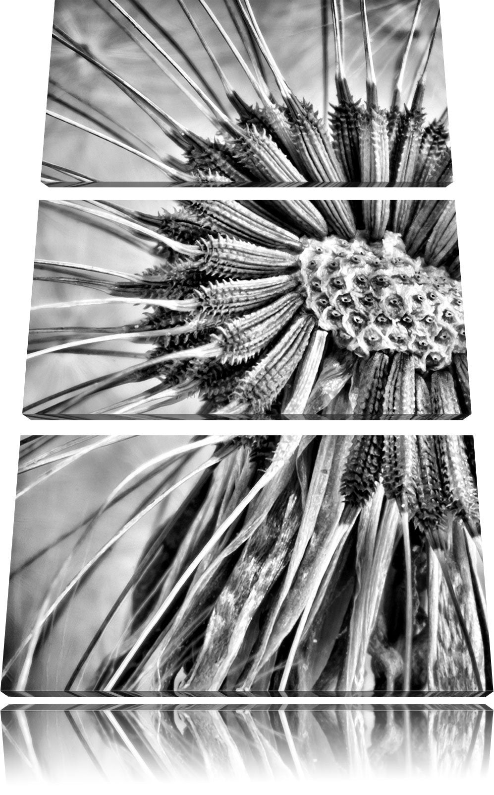 Pixxprint Vertrocknete Pusteblume als Leinwandbild/Grösse: 3 Teilig (120x80) cm/Wandbild/Kunstdruck/
