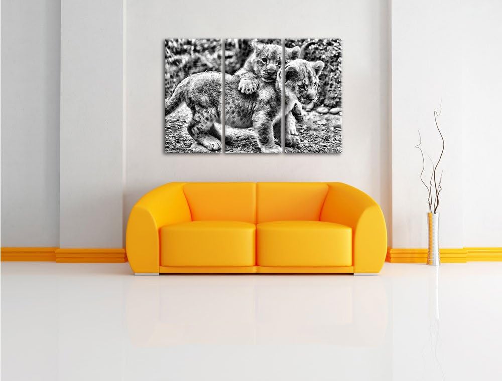 Pixxprint Löwenjunge als Leinwandbild/Grösse: 3 Teilig (120x80) cm/Wandbild/Kunstdruck/fertig bespan
