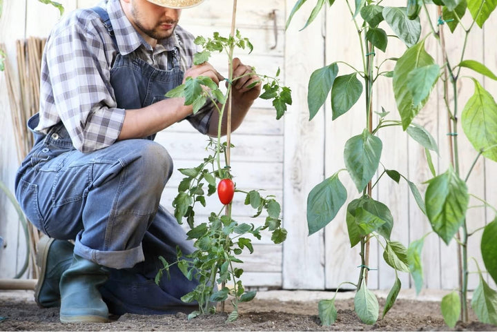DIXIE STORE Bambusstäbe - Bambusstangen Set Blumenstützen - Robuste Pflanzenstäben aus Bambus 120 cm