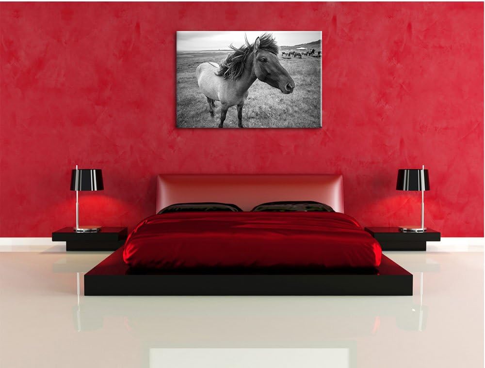 Isländer Pferde in der Wildnis / 100x70cm Leinwandbild bespannt auf Holzrahmen/Wandbild Kunstdruck D