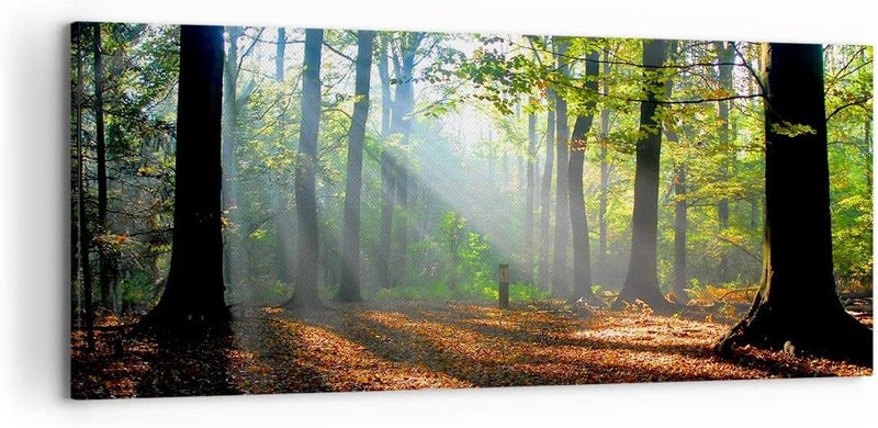 Wandbilder Dekoration Wohnzimmer Wald Blätter Sonne Panorama Bilder auf Leinwand 120x50cm Leinwandbi